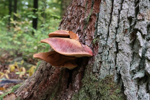 Gros Plan Champignons Forestiers Ont Poussé Sur Vieil Arbre — Photo