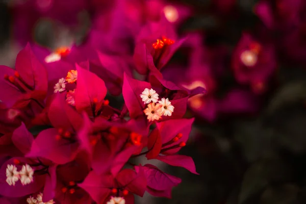 Detailní Záběr Krásné Kvetoucí Bougainvillea Květiny — Stock fotografie