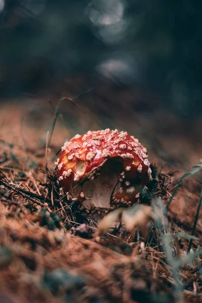 Eine Vertikale Aufnahme Von Amanita Muscaria Auf Dem Waldboden — Stockfoto