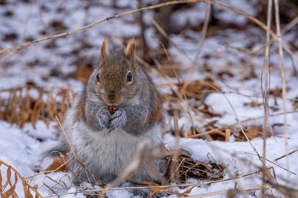 Selective Focus Shot Squirrel Snow Covered Field — Stock Photo, Image