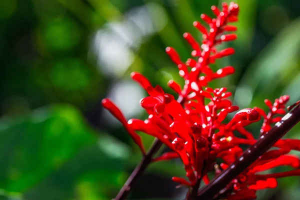 Tiro Seletivo Foco Das Flores Tropicais Vermelhas Crescidas Jardim Botânico — Fotografia de Stock