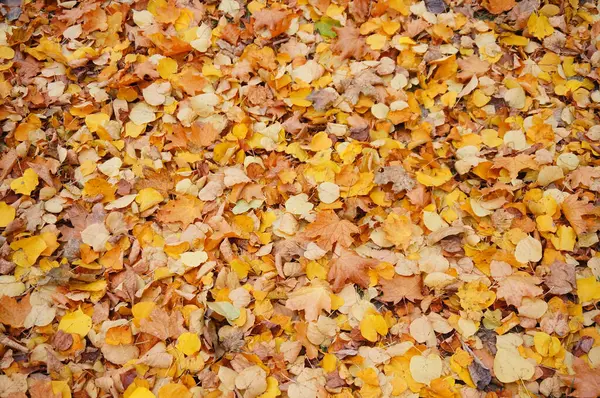 Folhas Outono Desgastadas Espuma — Fotografia de Stock