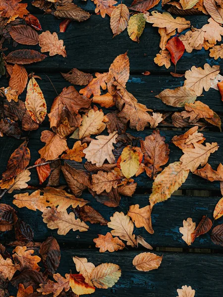 Eine Nahaufnahme Von Getrockneten Herbstblättern Auf Dem Boden — Stockfoto