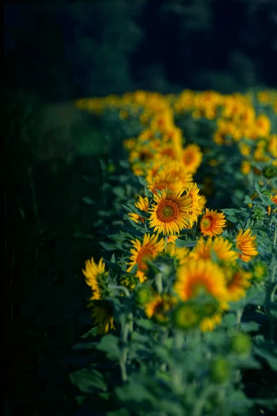 Een Prachtig Shot Van Zonnebloem Veld — Stockfoto