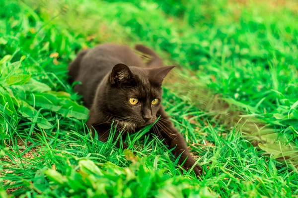 暑い晴れた日に緑の芝生の上に横たわっている黒いでこぼこの猫の終わりのショット — ストック写真