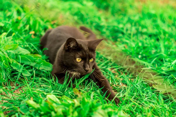 Een Close Shot Van Een Zwarte Chagrijnige Kat Liggend Een — Stockfoto