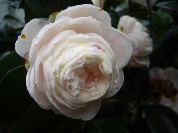 Detailní Záběr Krásné Kamélie Květ Kvete Zahradě — Stock fotografie