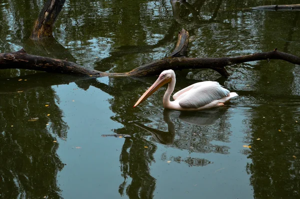 Pelícano Lago Entre Ramas Árboles Durante Día — Foto de Stock