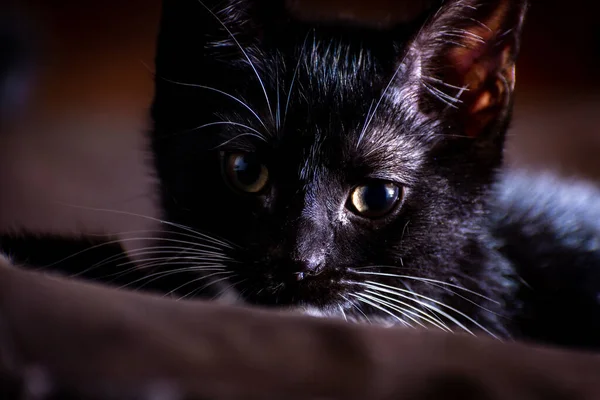 Nahaufnahme Eines Schwarzen Kätzchens Gesicht — Stockfoto
