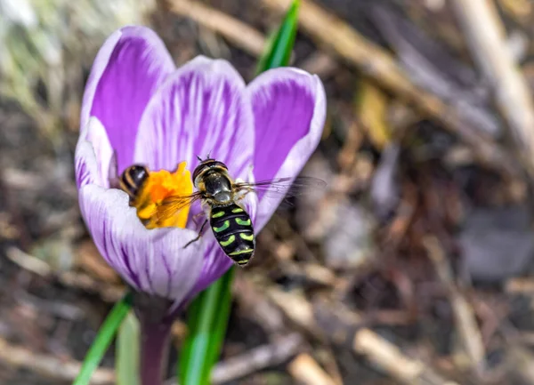 Makroaufnahme Einer Schönen Lila Krokusblüte Mit Bienen Auf Verschwommenem Hintergrund — Stockfoto