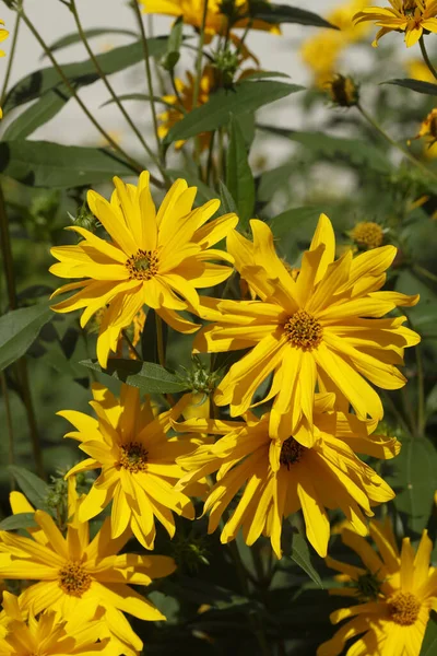 Sarı Rudbeckia Çiçeklerinin Dikey Odak Noktası — Stok fotoğraf