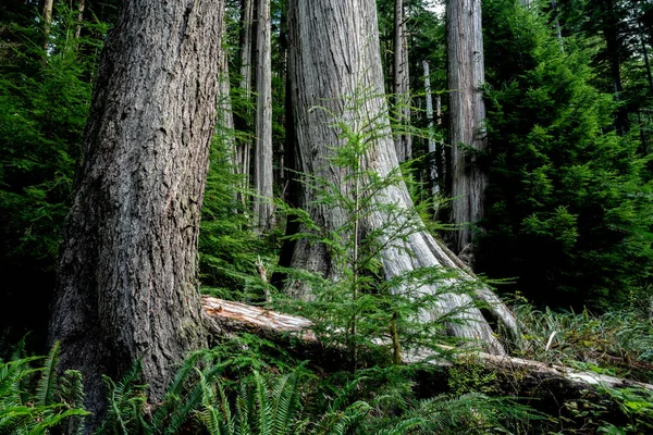 Les Západně Červenými Cedry Ostrově Vancouver Kanada — Stock fotografie