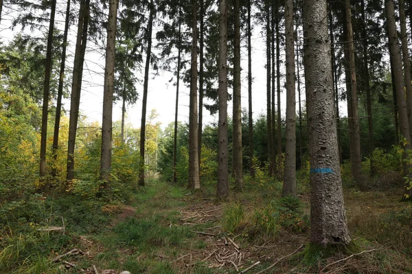 Tronchi Alberi Una Foresta Conifere — Foto Stock