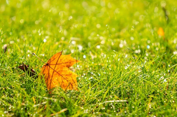 Closeup Shot Fallen Yellow Maple Leaf Grass — Φωτογραφία Αρχείου