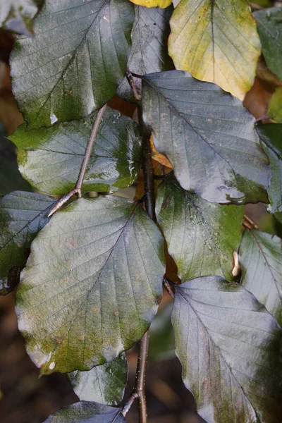 Eine Lebhafte Vertikale Aufnahme Eines Astes Mit Herbstblättern — Stockfoto