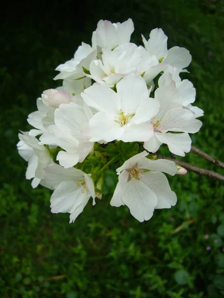 초록빛 피우는 벚꽃의 — 스톡 사진