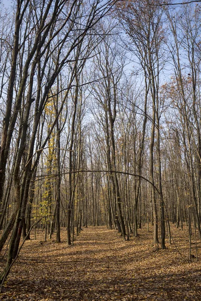 Vertical Shot Tall Thin Tree Trunks Autumn Forest — Φωτογραφία Αρχείου