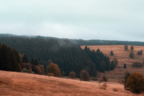 Eine Kiefernlandschaft Thüringer Wald — Stockfoto