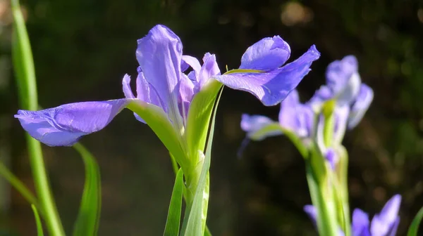 Eine Selektive Fokusaufnahme Einer Schönen Irisblüte Sonnenlicht — Stockfoto