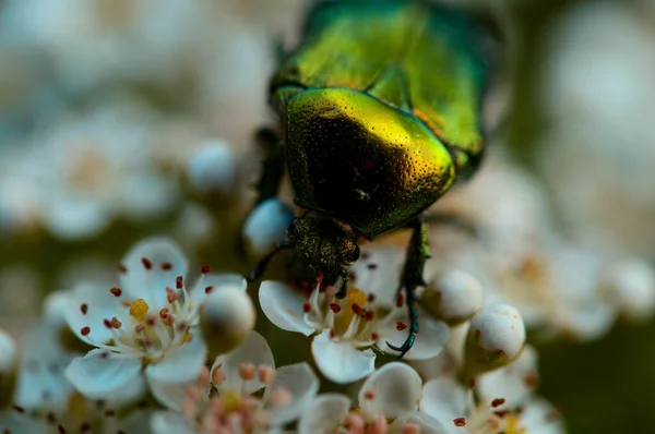 Una Macro Toma Escarabajo Verde Sobre Flores Blancas — Foto de Stock