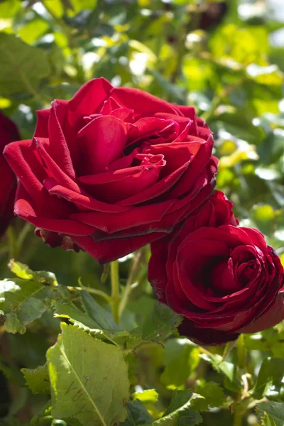 Pionowe Zbliżenie Strzał Kwitnących Czerwonych Róż — Zdjęcie stockowe