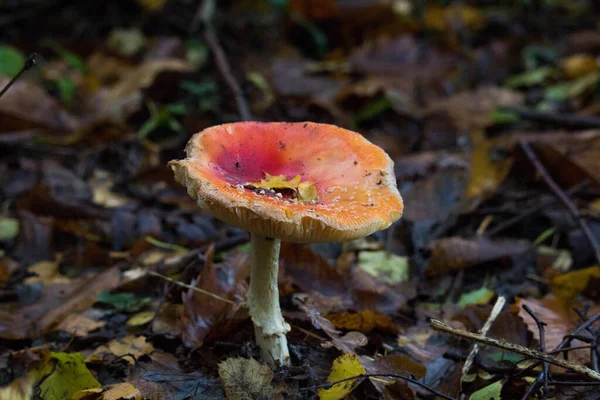 Closeup Shot Fly Agaric Mushroom Growing Ground — Stock Photo, Image