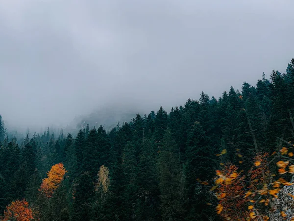 Sisli Dağ Yamacında Güzel Bir Orman Görüntüsü — Stok fotoğraf