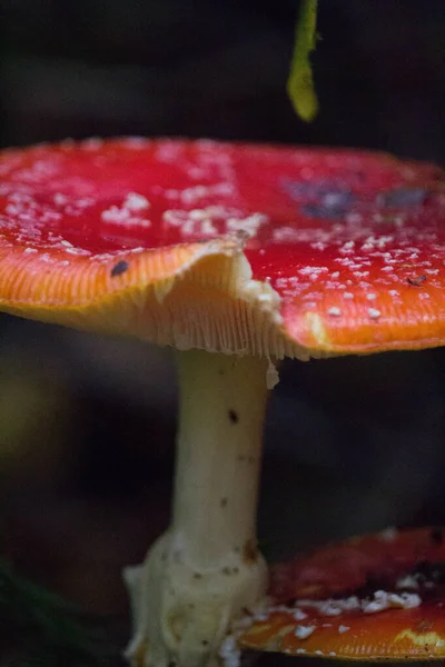 Vertical Closeup Shot Fly Agaric Toadstool Mushroom — Stock Photo, Image