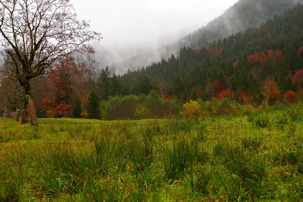 Красивый Снимок Цветущих Осенних Деревьев Туманный День Горах — стоковое фото