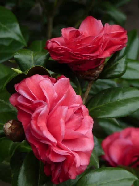 Крупним Планом Яскраво Рожеві Квіти Камелії Японської — стокове фото