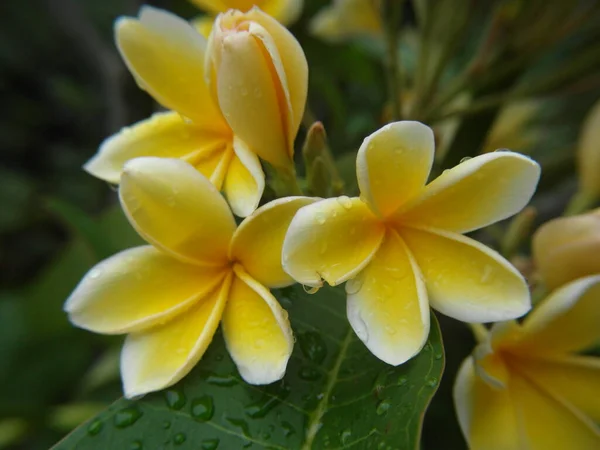 Closeup Shot Beautiful Frangipani Flower Blossom — Stock Photo, Image