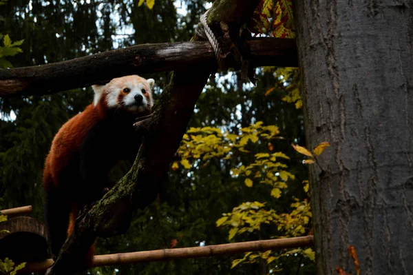 Primo Piano Simpatico Panda Rosso Sui Rami Degli Alberi Uno — Foto Stock