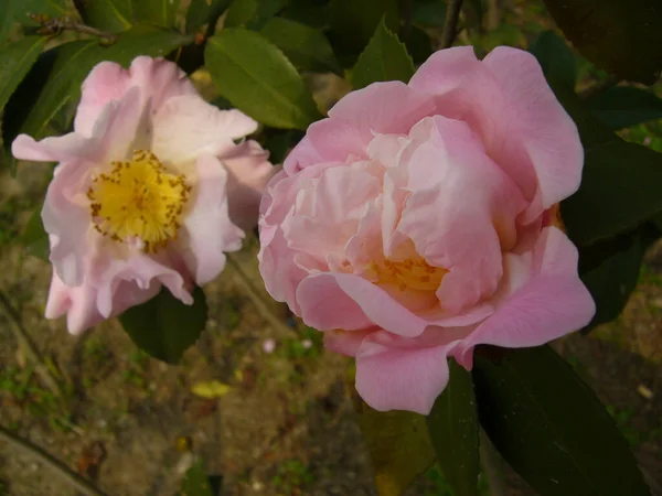 Zbliżenie Ujęcie Kwitnących Camellia Kwiaty Zieleni — Zdjęcie stockowe