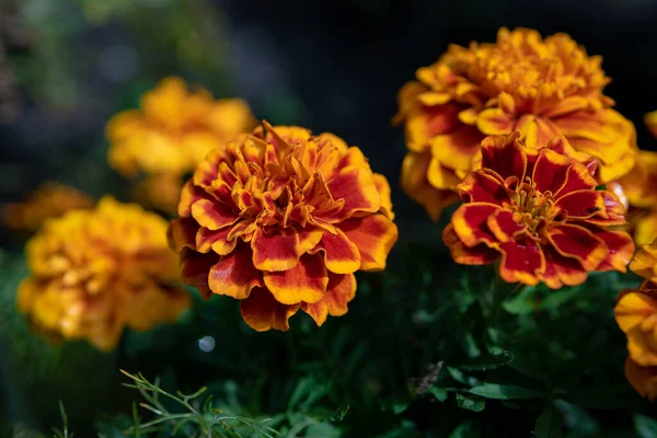 Primer Plano Flores Rojas Amarillas Tagetes Floreciendo Jardín —  Fotos de Stock