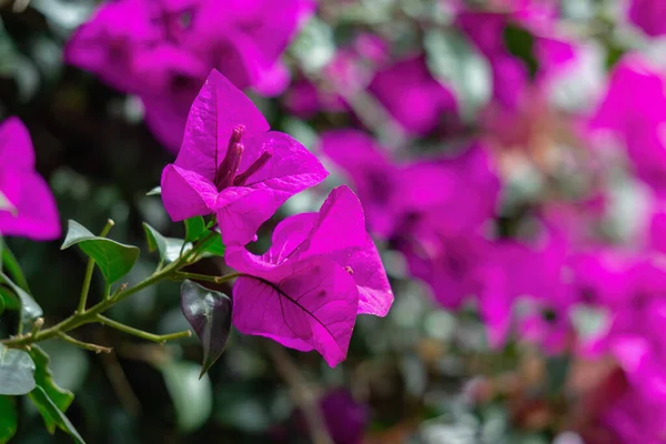 Egy Közeli Kép Egy Fényes Lila Bougainvillea Virág Homályos Háttérben — Stock Fotó