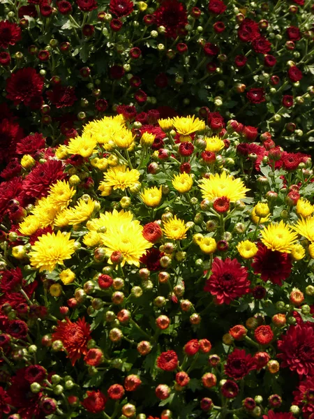 Eine Nahaufnahme Von Gelben Und Weinroten Blumen Die Garten Blühen — Stockfoto