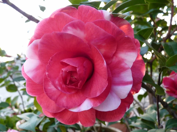 Primo Piano Fiori Camelia Fiore Nel Verde — Foto Stock