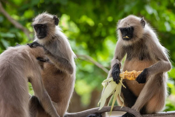 Tiro Enfoque Selectivo Monos Lindos Zoológico —  Fotos de Stock