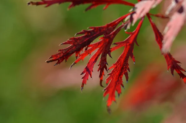 Крупный План Маленьких Тонких Структурированных Красных Листьев — стоковое фото