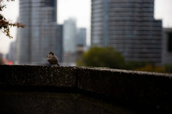 Маленький Птах Розмитими Будівлями Фоні — стокове фото