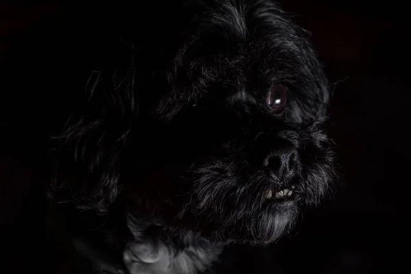 Detailní Záběr Affenpinscher Psa — Stock fotografie