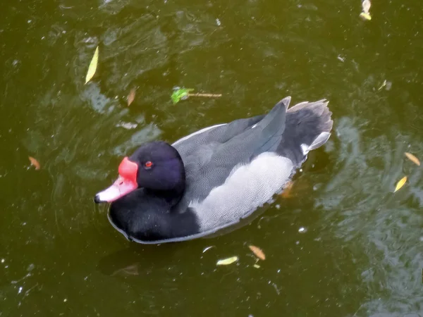 Gezicht Een Roodharige Eend Het Vuile Water Een Meer — Stockfoto