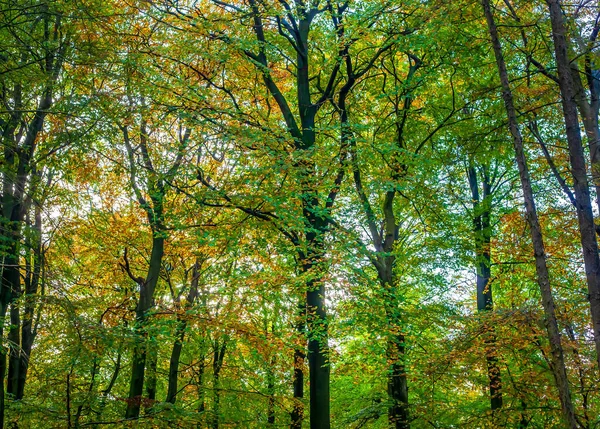 秋の日に様々な種類の木がある森の美しい景色 — ストック写真