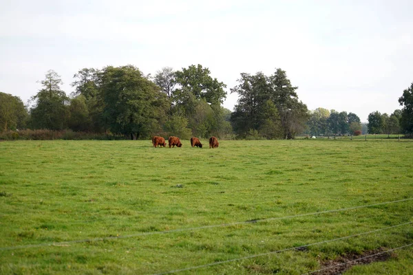 Grupo Vacas Comiendo Hierba Medio Del Campo Rodeado Por Bosque —  Fotos de Stock