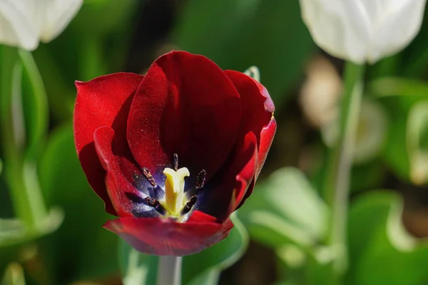 Een Hoge Hoek Shot Van Bloeiende Witte Rode Tulpen Het — Stockfoto