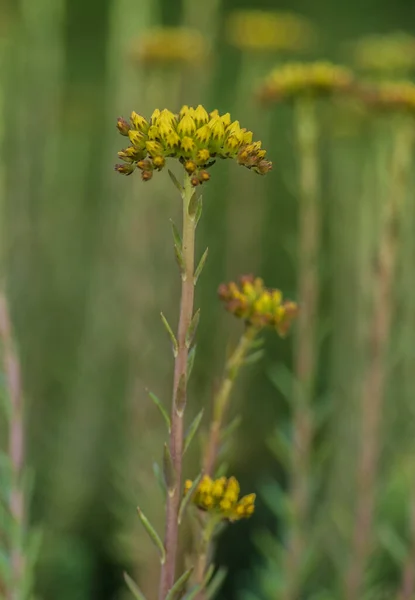 Colpo Verticale Gemme Fiore Giallo Uno Sfondo Sfocato — Foto Stock