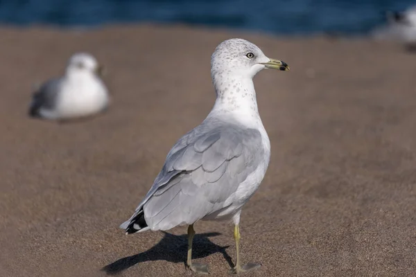 Closeup European Gull Sandy Beach — Stock Photo, Image