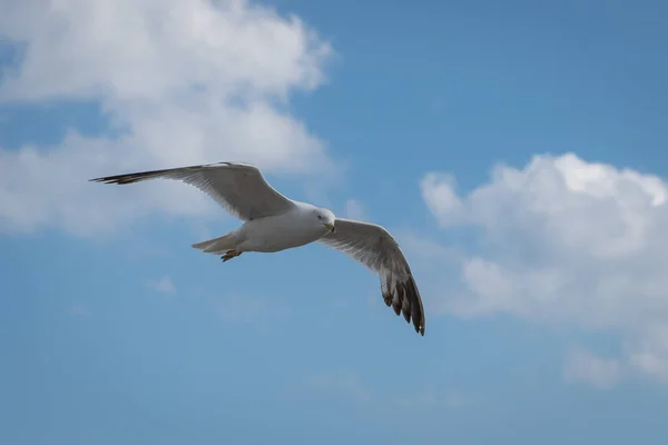 Colpo Angolo Basso Gabbiano Che Vola Nel Cielo Blu — Foto Stock