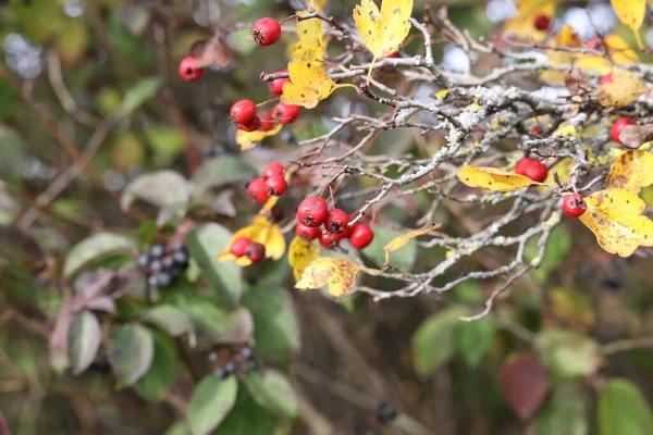 Egy Közelkép Érett Galagonya Vagy Crataegus Monogyna Ősszel — Stock Fotó