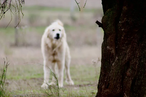 Красивый Снимок Белой Собаки — стоковое фото